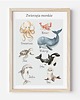obrazy i plakaty do pokoju dziecięcego Plakat edukacyjny ZWIERZĘTA MORSKIE - Plakaty Na Ścianę Dla Dzieci MONTESSORI 1