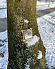 broszki Miedziana Broszka z Malowanym Nokturnem 5