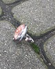 pierścionki - różne Bez aury - pierścionek regulowany 4