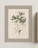 plakaty Autorskie Ilustracje botaniczne 50x70 cm 3