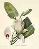 grafiki i ilustracje Rysunek kwiaty grafika  peonie magnolia 3