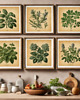 grafiki i ilustracje PLAKATY DO KUCHNI zioła botaniczne vintage 3
