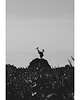 fotografia Bociany 1