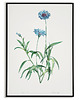plakaty Plakat botaniczny GRAFIKA niebieski Chaber 2