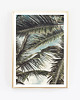 fotografia palmy  fotografia plakat 2