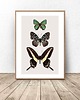 plakaty Plakat na ścianę z motylami 50x70 (500mm x 700mm) 1