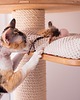 Zabawki dla zwierząt Piłeczki wełniane WOOL WOOL dla kota, różowe 2