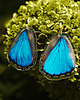 kolczyki pozłacane Kolczyki złote Kolczyki motyle morpho didius, niebieskie 3