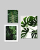 plakaty ZESTAW PLAKATÓW BOTANICZNYCH plakaty monstera 2