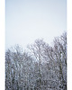 fotografia Ośnieżone drzewa I 1