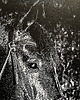 grafiki i ilustracje Linoryt "Portret karego konia" 5