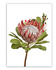 plakaty PLAKAT (poster) KWIAT PROTEA 1