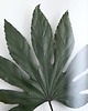 inne Żywy obraz liść Aralii rozmiar L 1