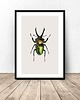 plakaty Plakat na ścianę z zielonym żukiem A3 (297mm x 420mm) 1
