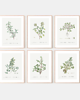 grafiki i ilustracje PLAKATY DO KUCHNI zioła botaniczne 3