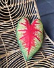 poduszki z grafiką Poduszka Liść Caladium Bicolor 3