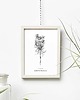 grafiki i ilustracje Dzika marchew - grafika botaniczna w oprawie 2