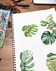 grafiki i ilustracje Monstera - ilustracja botaniczna 3