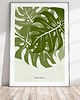 plakaty Plakat Monstera 4
