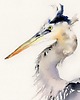 obrazy Oryginalna akwarela. Czapla 2