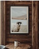 plakaty PLAKAT fotografia owca owce góry zdjęcie 1
