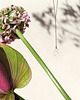 wisiory Flora - naszyjnik kropla 2