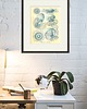 grafiki i ilustracje Rysunek grafika litografia meduza ocean 3