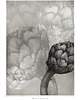 grafiki i ilustracje Karczoch 100x70 cm 1