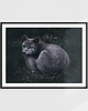 fotografia Fotografia kolekcjonerska "Lis polarny" 1