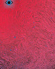 grafiki i ilustracje Magic eye 2