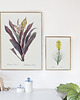 plakaty Złotnica żółta - Plakat botaniczny - Retro 1