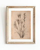 grafiki i ilustracje ZESTAW 8 PLAKATÓW beżowe botaniczne vintage 1