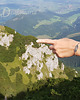 bransoletki srebrne Nature Forever 5