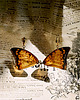 kolczyki z żywicy Kolczyki bursztynowe motyle Charaxes bernardus 3