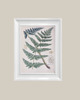 grafiki i ilustracje Ilustracje botaniczne paproć vintage 3