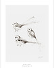 grafiki i ilustracje Raniuszki / ptaki / delikatna grafika /Fine Art Print 3