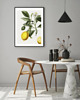 grafiki i ilustracje PLAKAT  ILUSTRACJA botaniczna  vintage cytryny 2
