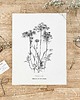 grafiki i ilustracje Marchew zwyczajna - rysunek botaniczny 2