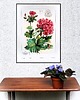 grafiki i ilustracje Akwarela "Pelargonie" 1