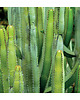 fotografia Kaktusy plakat 1