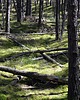 fotografia Fotografia autorska z cyklu "Park Narodowy" 1