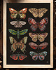plakaty Motyle i ćmy plakat, plakat botaniczny, motyle, ćmy dekoracja 2