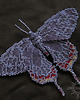 broszki Nocny motyl I, brosza, beading 3
