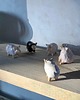 figurki i rzeźby Ceramiczna Figurka Owieczka Kolekcjonerskie Miniaturowe Figurki Owca Desk Buddy 6