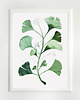 plakaty Plakat Miłorząb | 50x70 cm 1