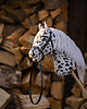 zabawki - inne Hobby Horse + ogłowie regulowane + wodze 3