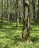 patery i talerze Talerz zielony II 2