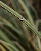 pierścionki - różne BLADE / copper ring 7
