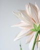dodatki - różne Dekoracja botaniczna, kwiat z papieru - dalia 'cafe au lait' 7