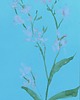 obrazy Akwarela Kwiaty oryginalny obraz niebieski papier 10,5x22 cm 1